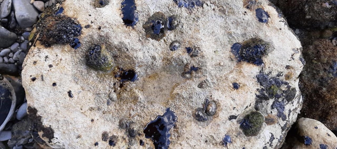 ESG Says Fresh Oil Spill is “Unacceptable”