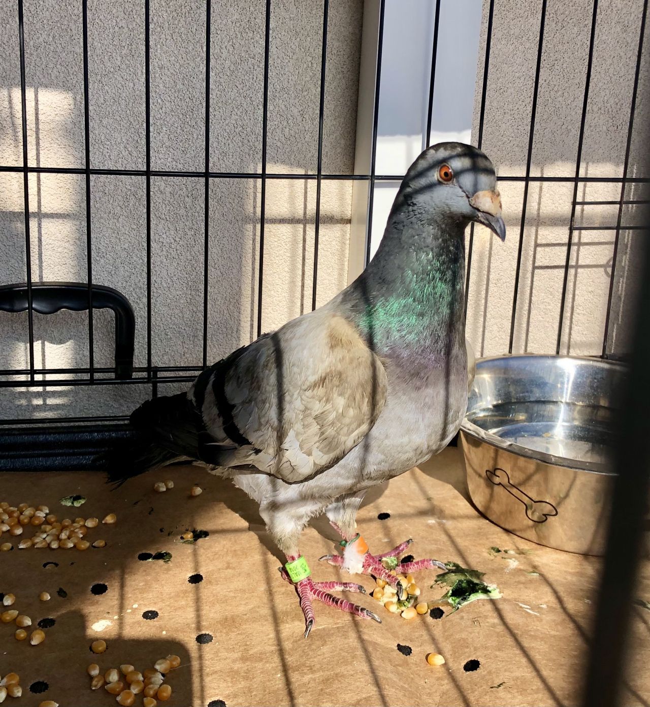 Racing Pigeon Travels Almost 2,000 Kilometers to Gibraltar
