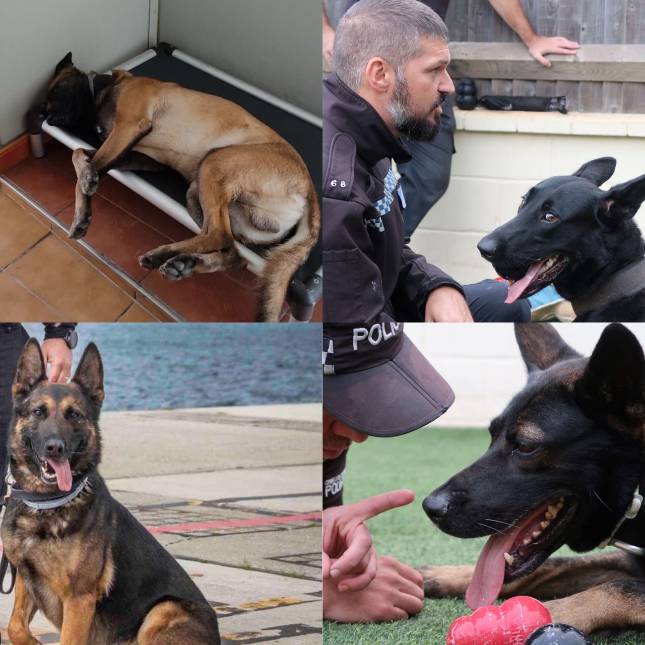 Meet the GDP’s Four-Legged Crime Fighters