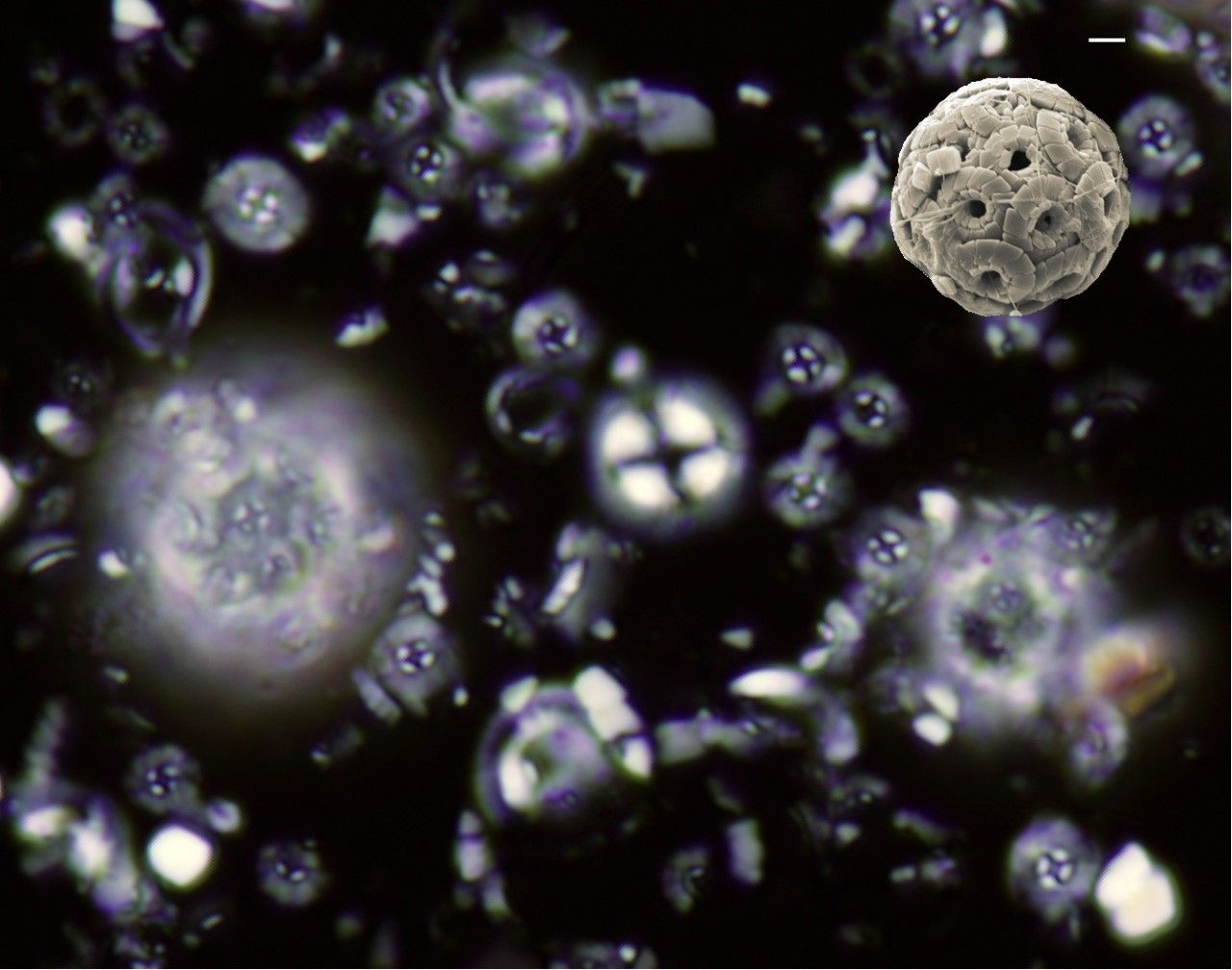 University-Linked Study Shows Marine Ecosystems Bounce Back After Extinction