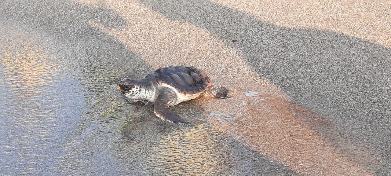 Nautilus Attend Turtle Release Program In Spain