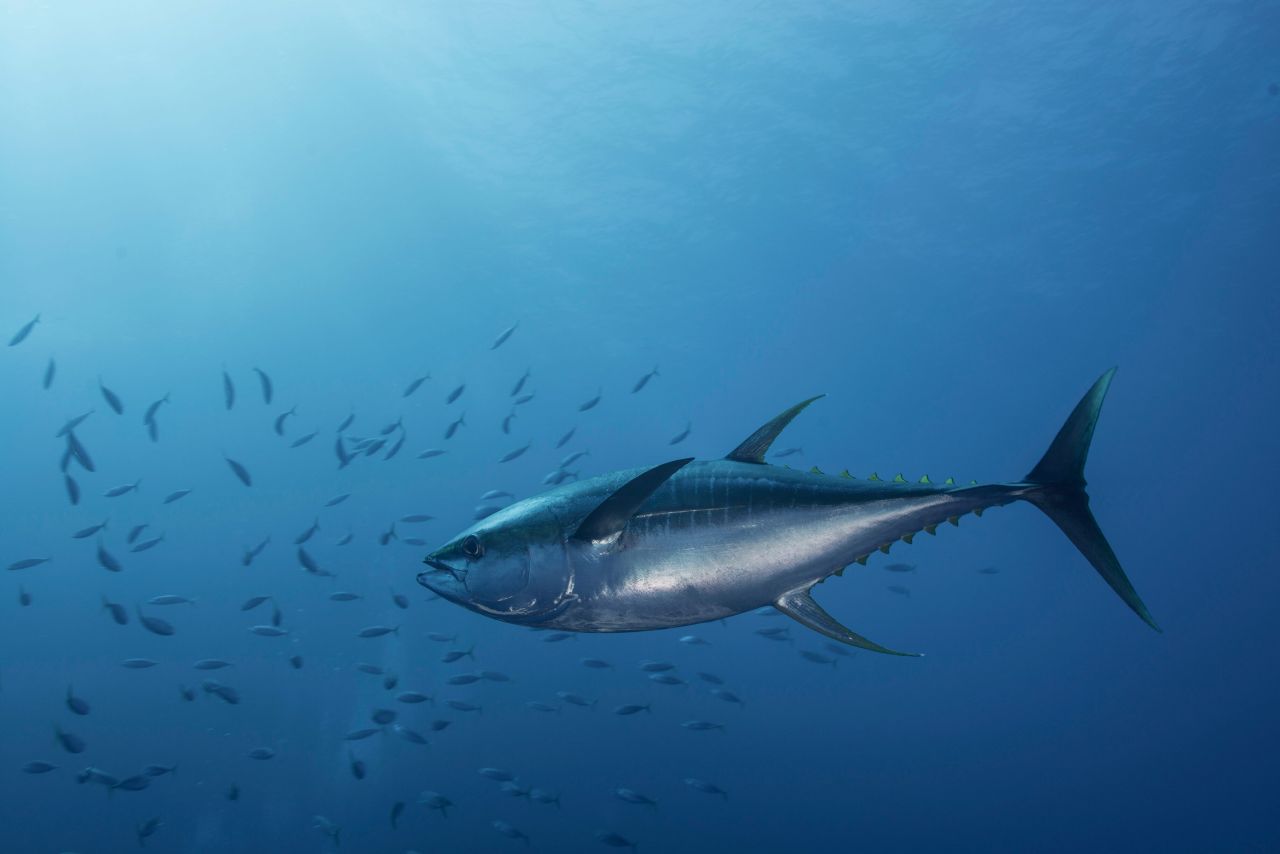 Temporary Suspension Of Bluefin Tuna Fishing Season