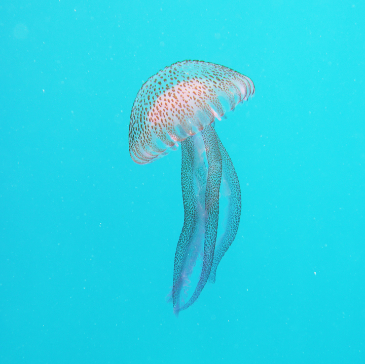 Gibraltar Jellyfish