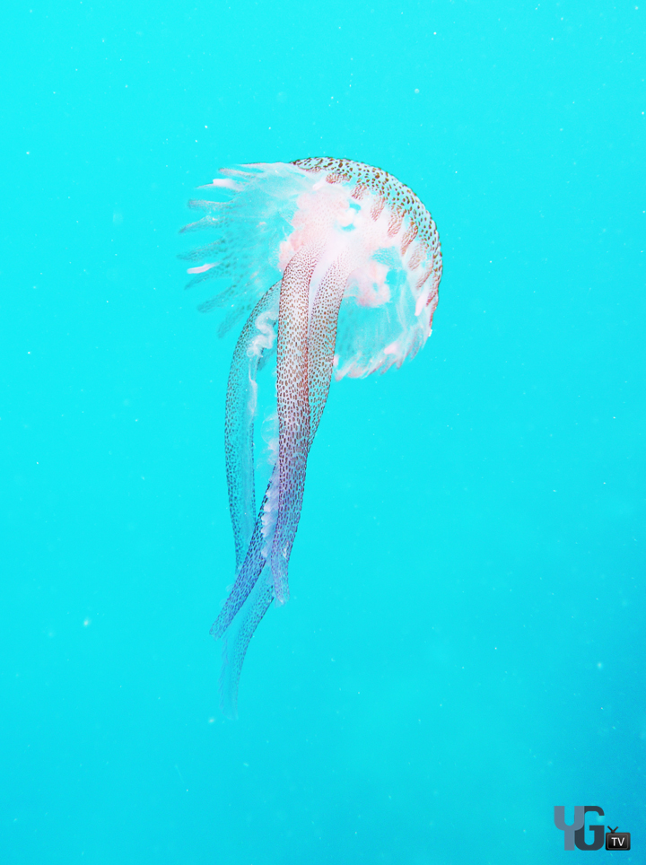 Gibraltar Jellyfish 