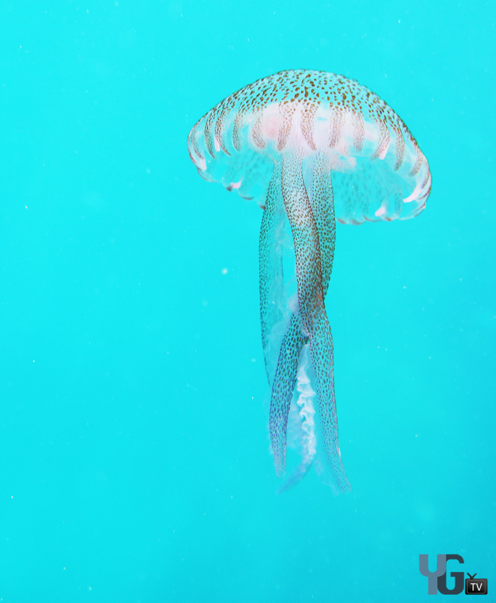 Gibraltar Jellyfish 