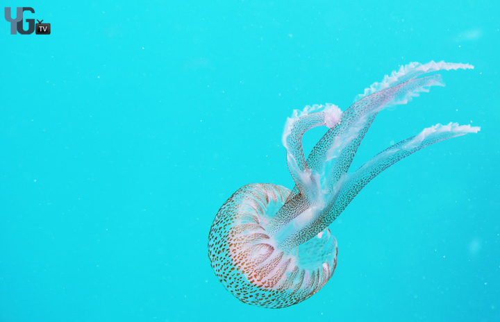 Gibraltar Jellyfish 