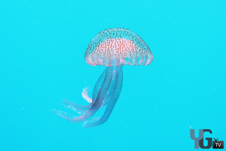 Gibraltar Jellyfish 