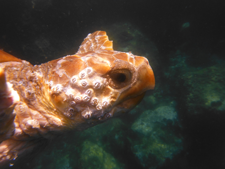 Gibraltar diver rescues turtle - named 