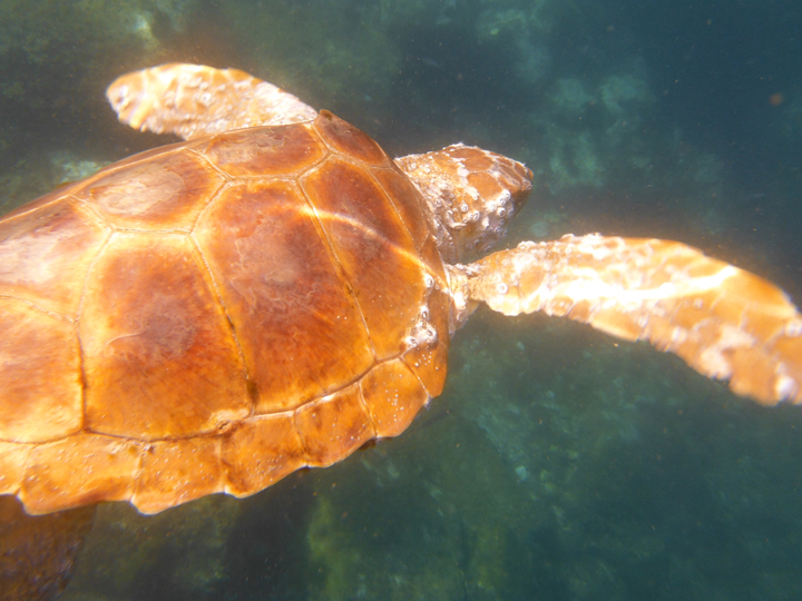 Gibraltar diver rescues turtle - named 