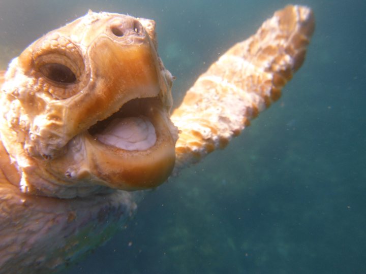 Gibraltar diver rescues turtle - named 