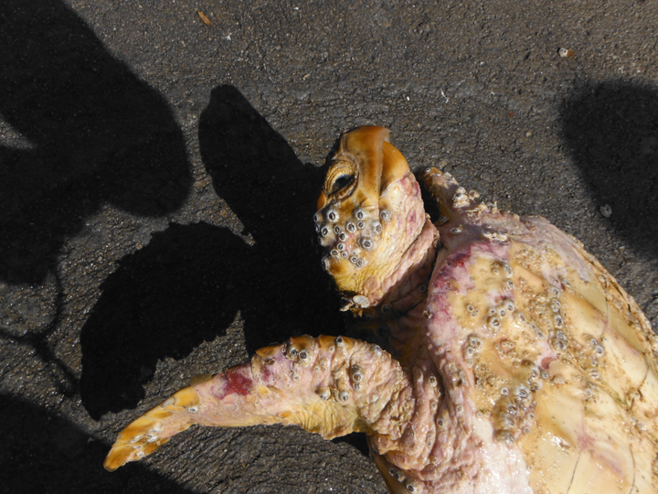 Gibraltar diver rescues turtle - named 