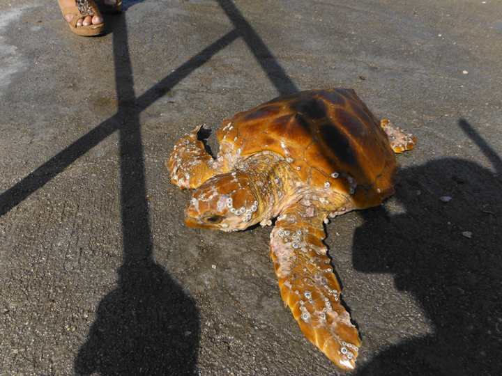 Gibraltar diver rescues turtle - named 