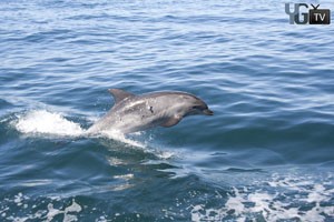 Dolphins Gibraltar