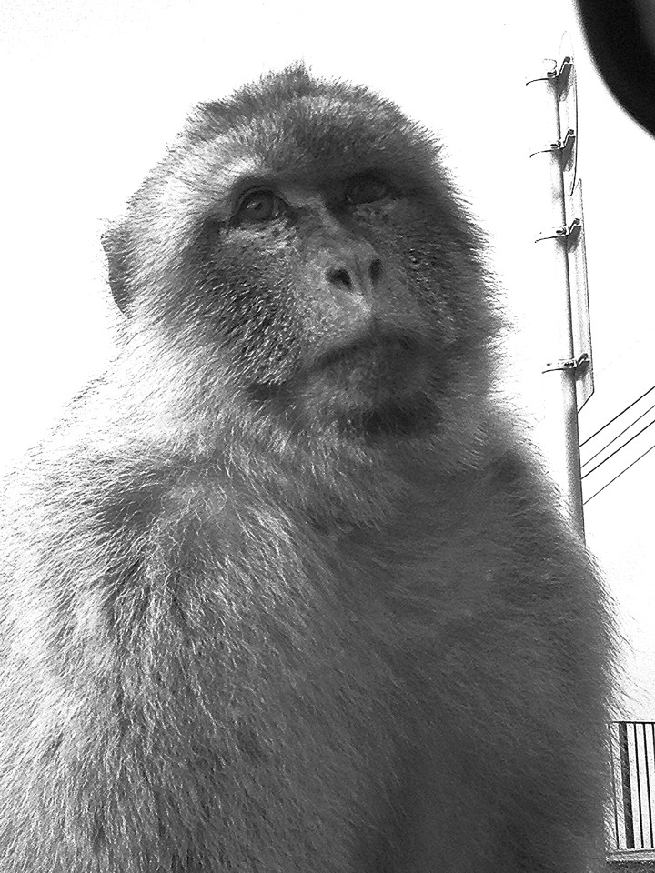 barbary macaque