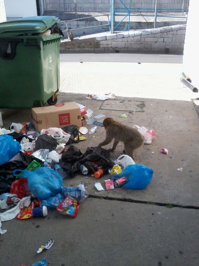 Naughty monkey in Gibraltar rubbish