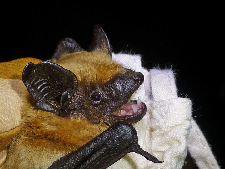 bat species