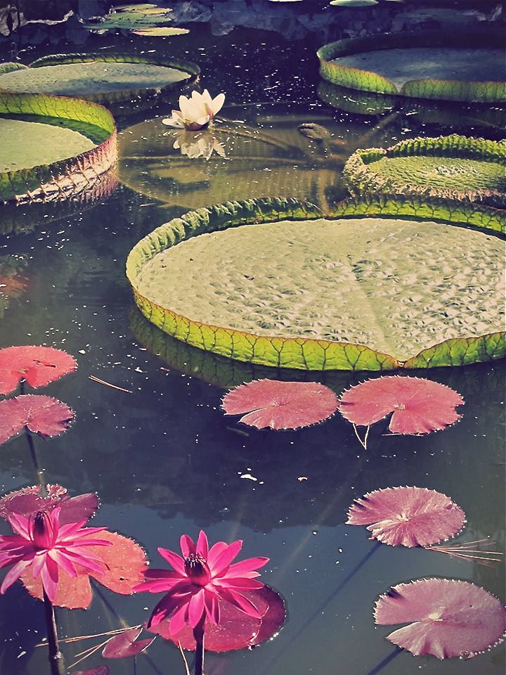 water lillies 