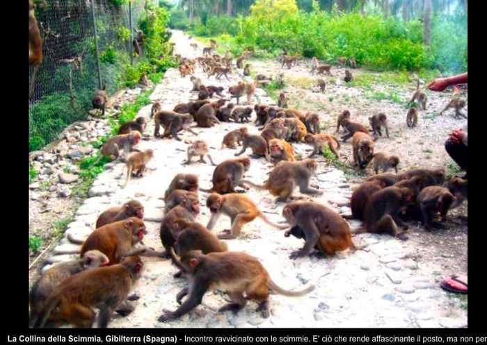 Monkey Hill Gold by Patricia Bernard Monkey Hill Gold by Patricia Bernard