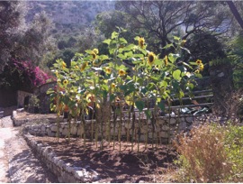 sunflowers