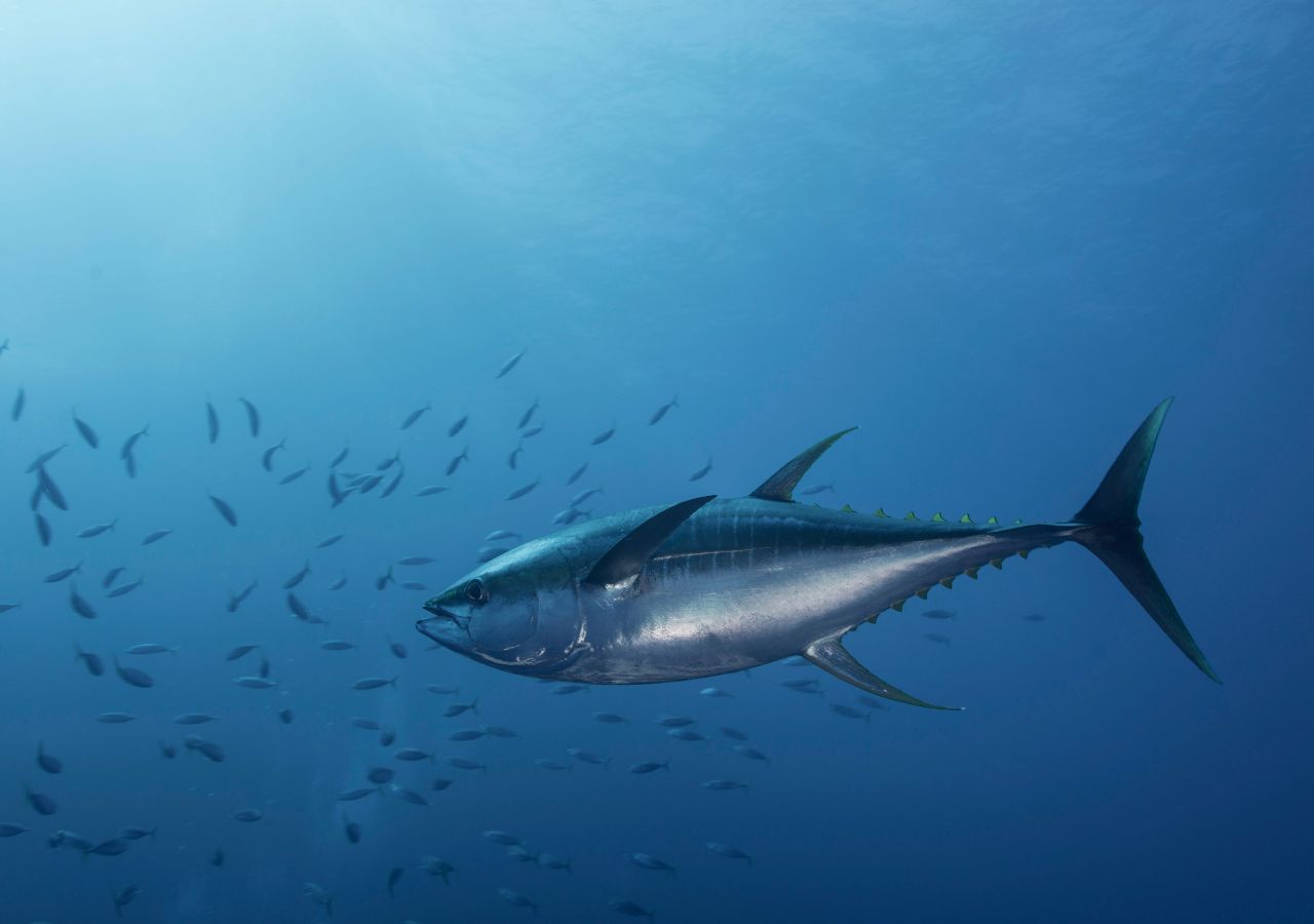 Temporary Suspension Of Bluefin Tuna Fishing Season