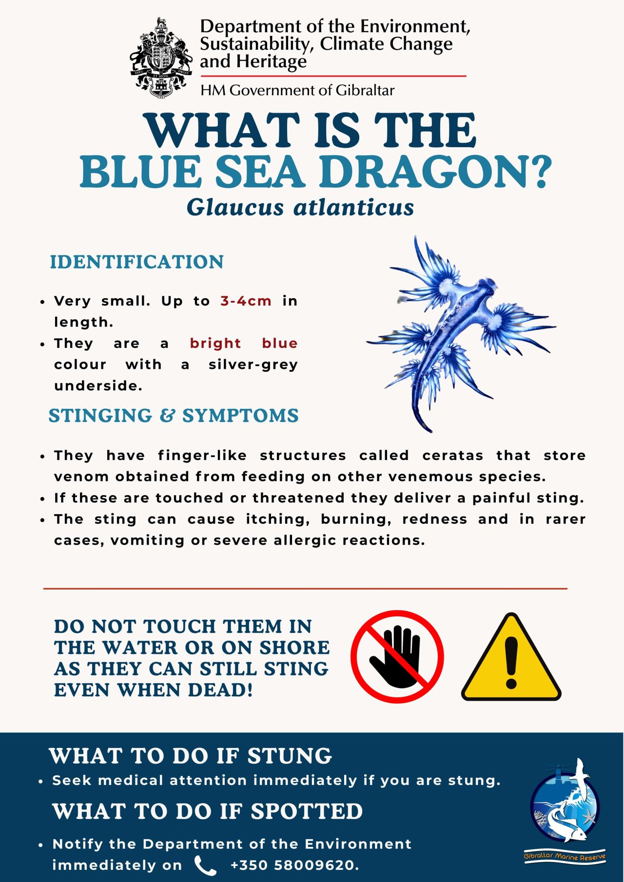 Blue Sea Dragons Recorded Near Gibraltar