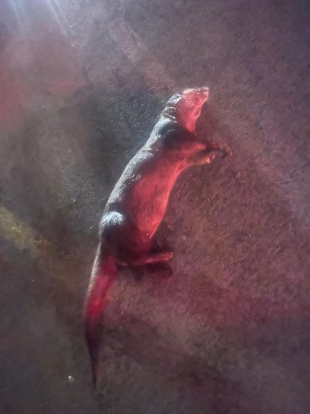 Dead Otter Found Near Small Boats Marina