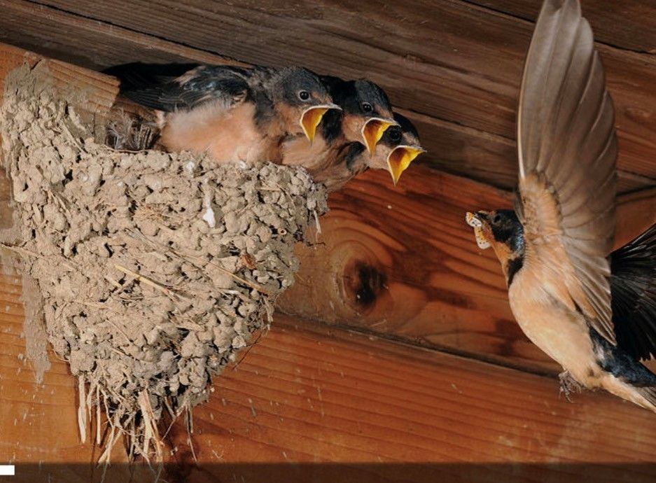 Government Calls On Public To Report Possible Barn Swallow Nests