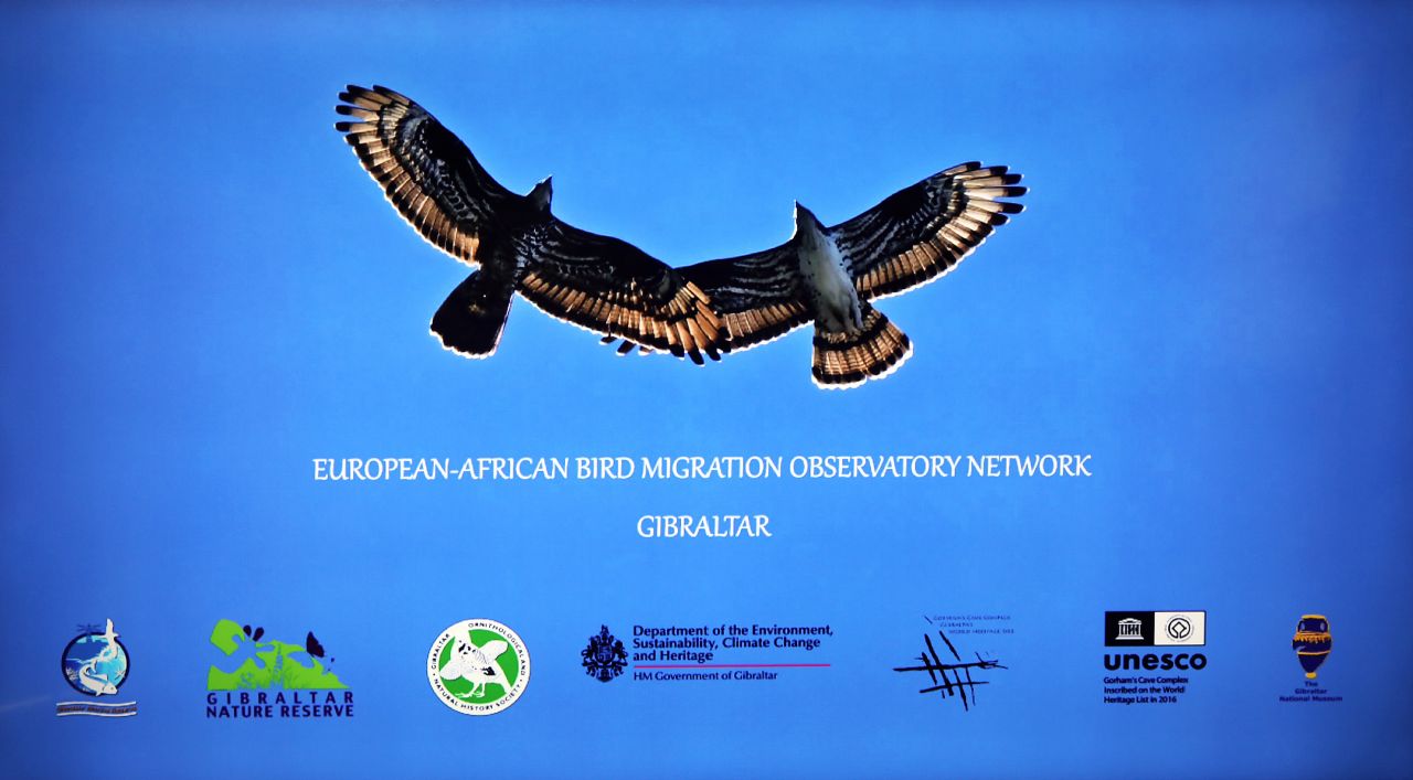 Europe-Africa Bird Migration Observatory Network Is Established In Gibraltar