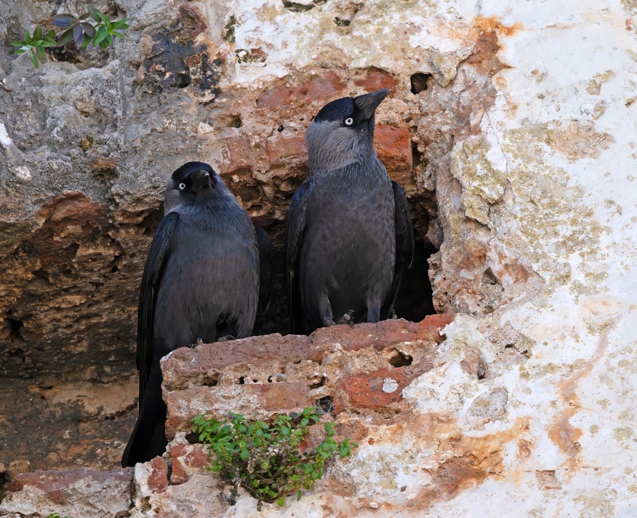 Added Protection For The Crow Family