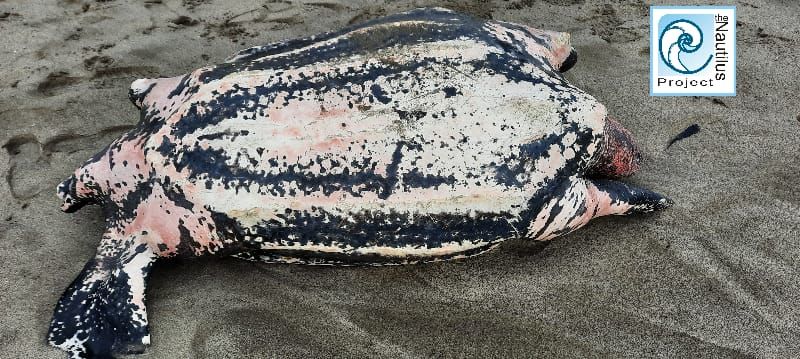 TNP Saddened By Leatherback Turtle On Eastern Beach