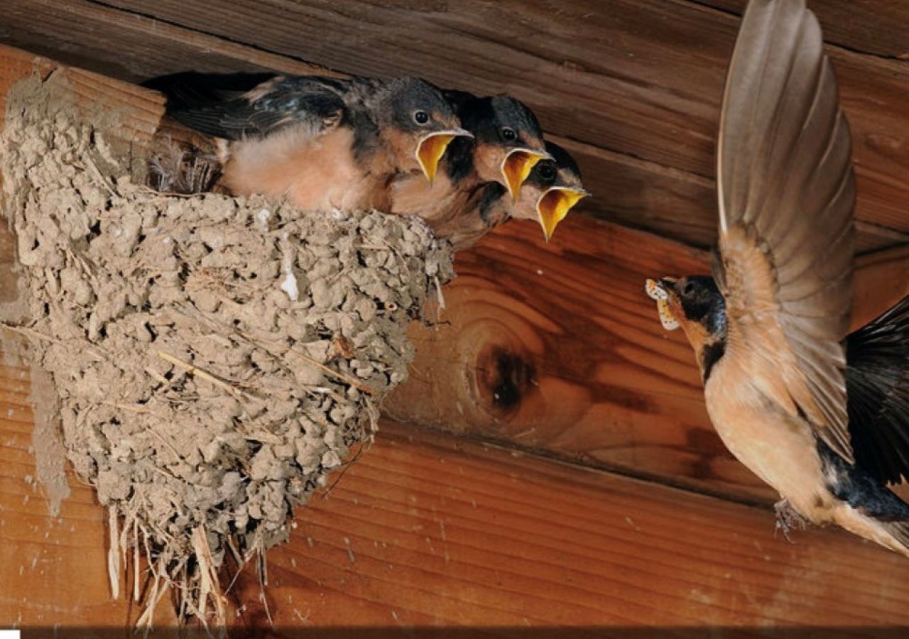 Government Calls On Public To Report Possible Barn Swallow Nests