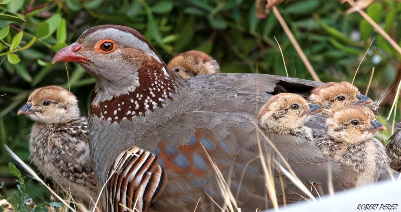 National Species To Be Formally Recognised In Law