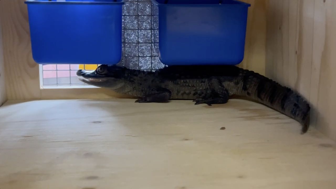 Crocodilian Retrieved From A Local Property, Now Safely Rehomed At The Alameda Wildlife Conservation Park