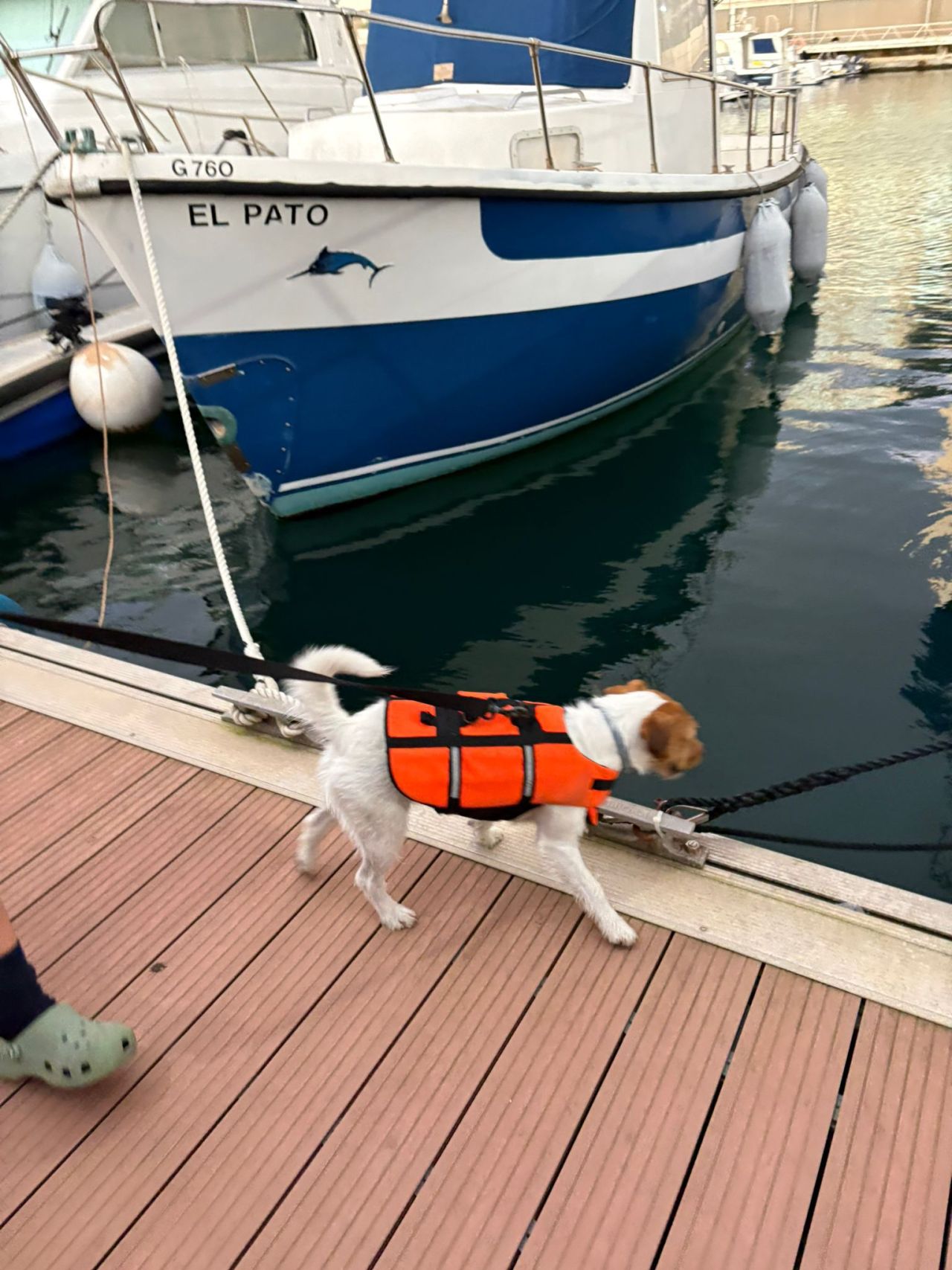 Pet Dog Sea Rescue