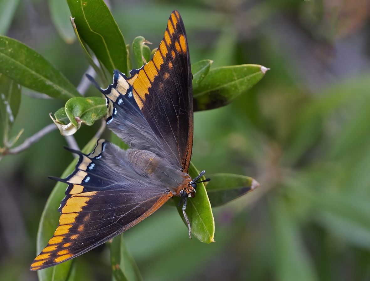 Centre for Biodiversity and Animal Movement Established in Gibraltar 