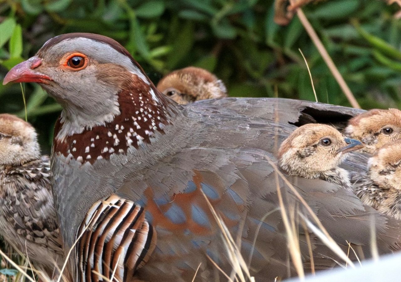 National Species To Be Formally Recognised In Law