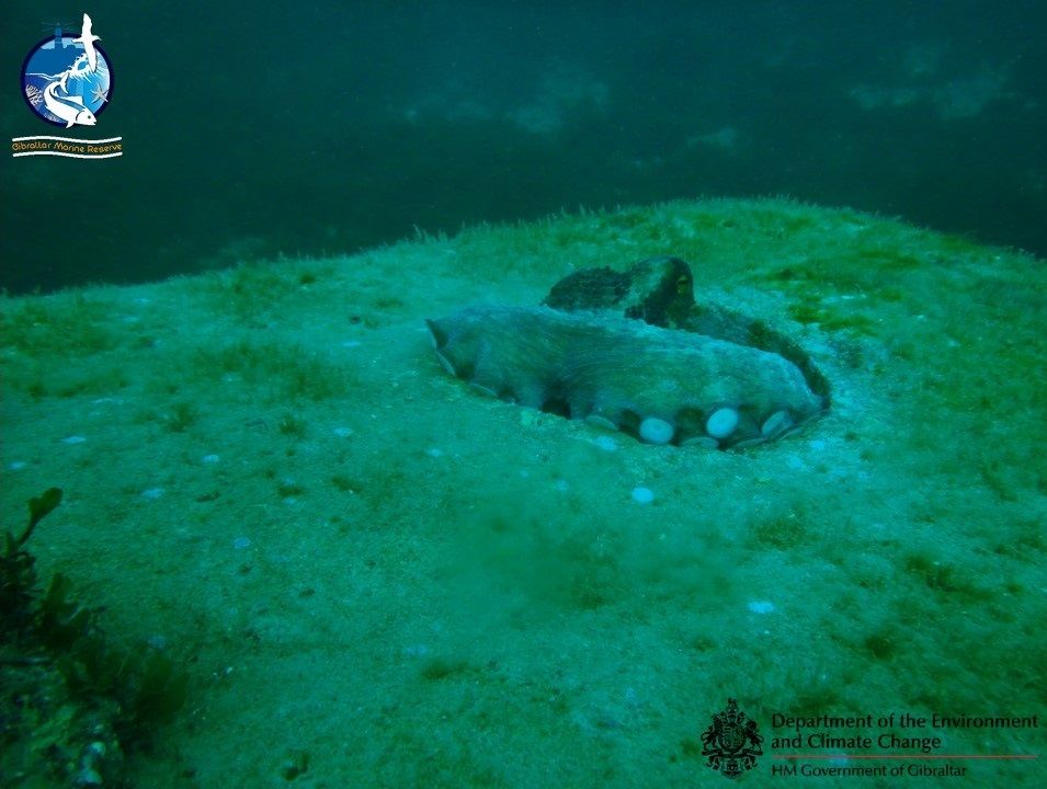 Temporary Octopus Ban In British Gibraltar Territorial Waters