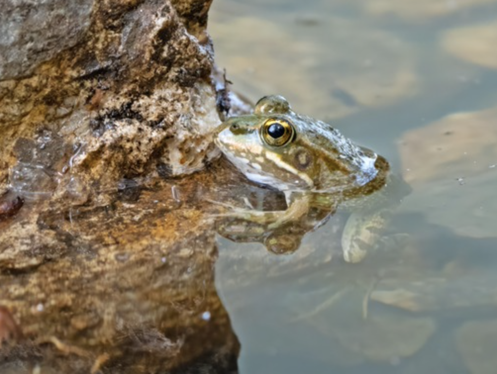 Rewilding Gibraltar: Landmark Event Signifies The Re-Introduction Of A Species That Once Thrived On The Rock