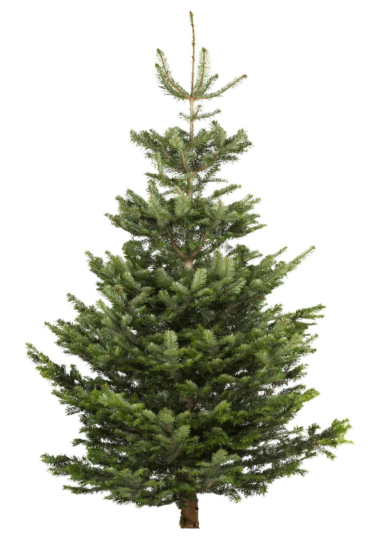 Christmas Tree Recycling Initiative