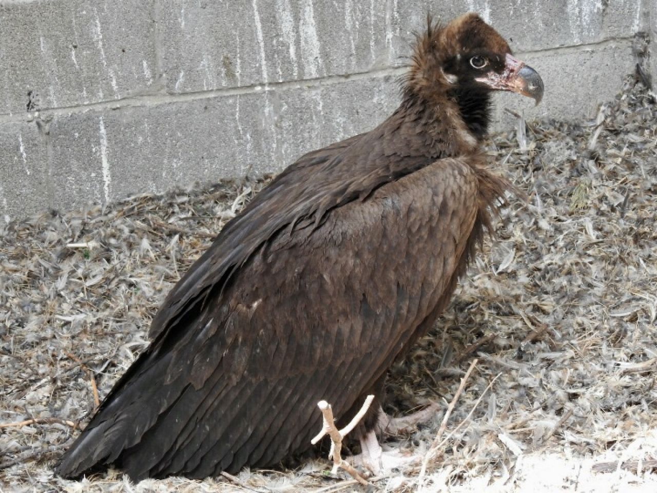 The Rescue Of “Jake” The Black Vulture