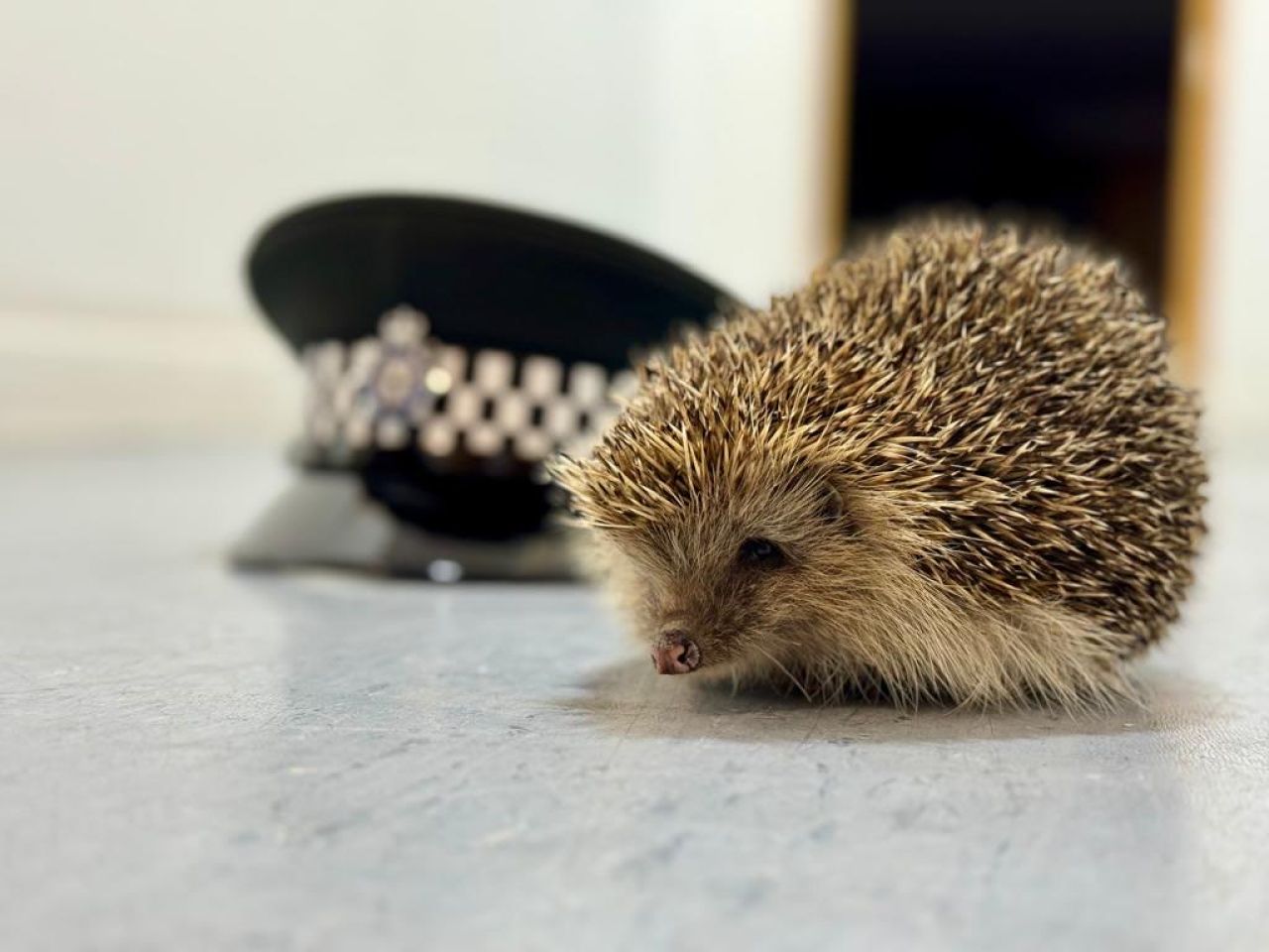 Police Hedgehog Sonic - Too Cute To Handle