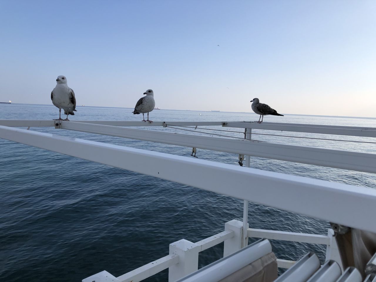 Department Of Environment Investigating Illegal Poisoning Of Gulls