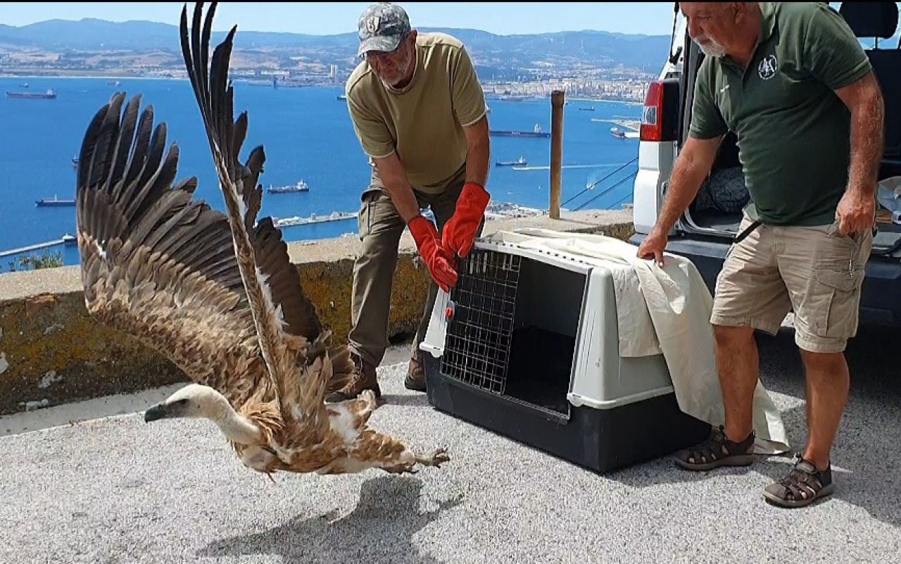 GONHS Release Griffon Vulture
