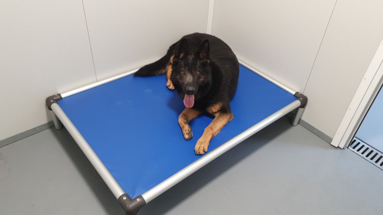 Police Dog Ness