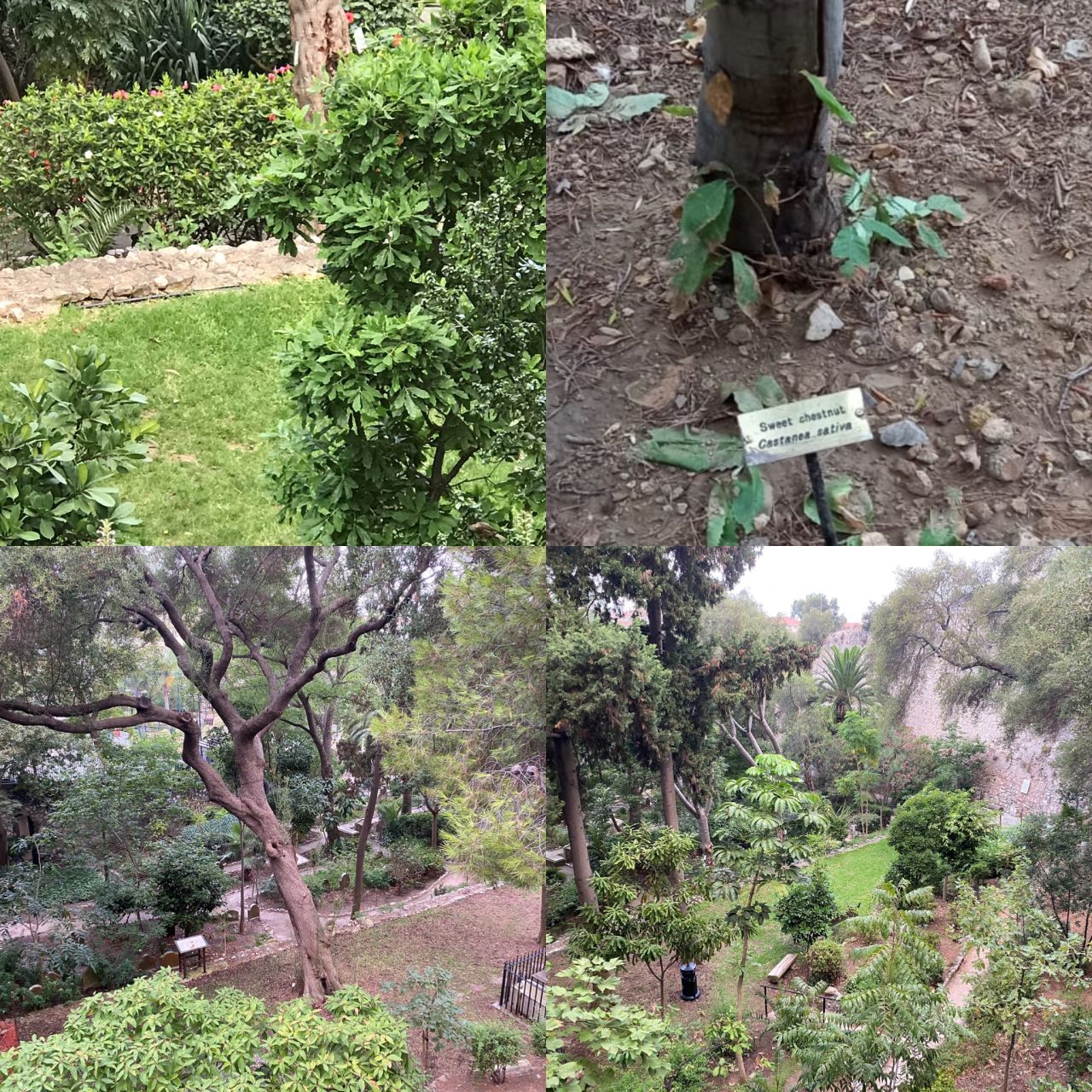 Trafalgar Cemetery ‘Arboretum’